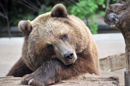 Der Zoo Rostock lädt zur kostenfreien Sonntagsführung rund um die Bären.