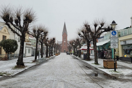 Die Kopflindenallee in der Warnemünder Mühlenstraße soll ein Naturdenkmal werden//Foto: RikeM Die Kopflindenallee in der Warnemünder Mühlenstraße soll ein Naturdenkmal werden//Foto: RikeM