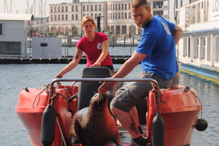 Die Biologen Jenny Byl und Dr. Sven Wieskotten experimentieren mit Robben auf einem Arbeitsboot. 