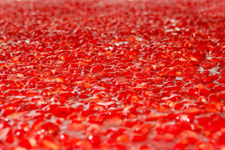 Beim großen Karls-Erdbeerfest in Rövershagen wird am Sonnabendvormittag eine zehn Quadratmeter große Erdbeertorte angeschnitten.