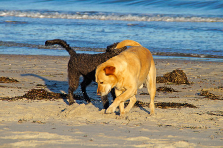 Nicht jedermann mag Hunde am Strand. An den Strandabschnitten 27 und 28 in Warnemünde und Diedrichshagen – vormals Nacktbadern vorbehalten – hat sich sogar eine Bürgerinitiative gegen die Vierbeiner gebildet. Die Rostocker Bürgerschaft lenkte jetzt ein.