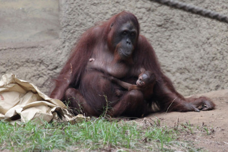 Mit viel Glück kann man morgens schon einmal einen Blick auf Sunda und ihr Baby werfen. Meistens hält sie sich jedoch noch hinter den Kulissen des Zoos auf. Zu sehen ist aber der andere Nachwuchs der Orang-Utan-Familien - Surya, Niah, LinTang und Mayang.