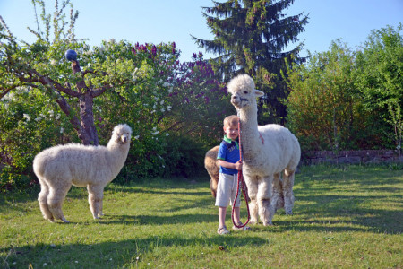 Ein neues Angebot der Tourismuszentrale: Alpaka-Wandern im Küstenwald für Kinder ab vier Jahren.