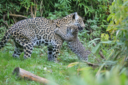 Schon ziemlich aktiv erkundet das Jaguarmädchen täglich das Revier und spielt gern mit seiner Mutter.