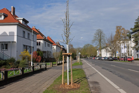 Die Baumnachpflanzungen in der Warnemünder Parkstraße sind bereits abgearbeitet.
