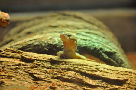 Ein Australischer Zwergwaran im Vogel-Reptilien-Haus