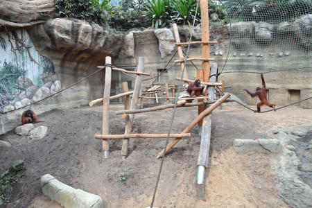 ). Sabas Gruppe hat sogleich das neue „Wohnzimmer“ erkundet, samt der Leckereiern zum Einzug.//Foto: Zoo Rostock, Joachim Kloock