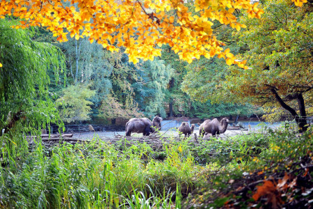 Herbst im Zoo - ein Spaziergang ist im weitläufigen Zoo Rostock weiterhin möglich.