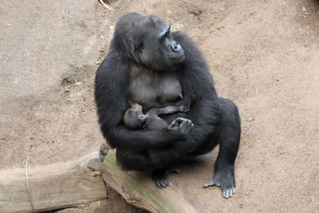 Gorilla-Mama Yene mit ihrem Baby im Darwineum. Foto: Braun