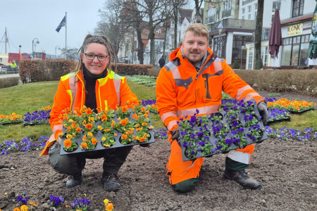 Jana Lustig, Teamleiterin Park- und Biotoppflege beim Amt für Stadtgrün, und Mitarbeiter Philipp Lerch bei der Frühjahrsbepflanzung am Alten Strom. Ergänzend zu den bereits im Herbst gesteckten Narzissen und Tulpen kommen jetzt verschiedenfarbige Hornveilchen, Vergissmeinnicht und Tausendschönchen in den Boden. Jana Lustig, Teamleiterin Park- und Biotoppflege beim Amt für Stadtgrün, und Mitarbeiter Philipp Lerch bei der Frühjahrsbepflanzung am Alten Strom. Ergänzend zu den bereits im Herbst gesteckten Narzissen und Tulpen kommen jetzt verschiedenfarbige Hornveilchen, Vergissmeinnicht und Tausendschönchen in den Boden.
