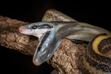 Die Schlangen-Mutter legt ihre Eier an einem feuchten, warmen Platz ab. Die jungen Schlangen sind sofort nach ihrem Schlupf selbständig. Auch die Rostocker Schlange mit zwei Köpfen kam problemlos zurecht.