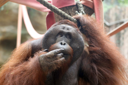 Abschied von Orang-Utan Ejde.//Foto: Dittmar Brandt