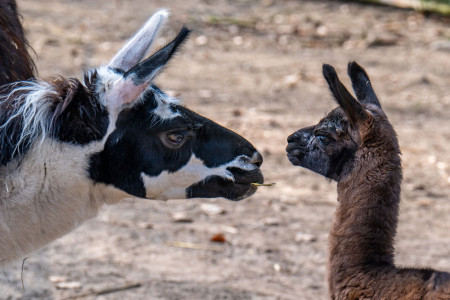 Frisch geboren und schon neugierig unterwegs: Das kleine Lama-Mädchen erkundet gemeinsam mit einem wenige Wochen älteren Jungtier ihre Anlage und sorgt für doppelte Freude bei den Besuchern.//Foto: Zoo Rostock/ Matthias Drübbisch Frisch geboren und schon neugierig unterwegs: Das kleine Lama-Mädchen erkundet gemeinsam mit einem wenige Wochen älteren Jungtier ihre Anlage und sorgt für doppelte Freude bei den Besuchern.//Foto: Zoo Rostock/ Matthias Drübbisch
