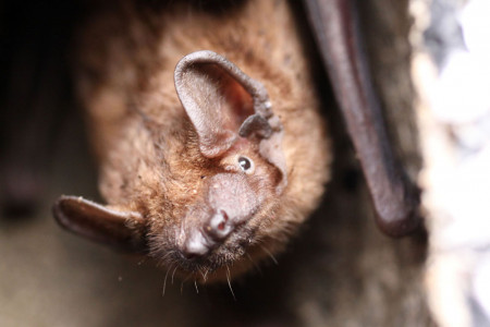 Ein Abendsegler in Nahaufnahme: Bei der regelm&auml;&szlig;igen Fledermauskontrolle im Barnstorfer Wald werden die Best&auml;nde der heimischen J&auml;ger der Nacht erfasst.//Foto: Zoo Rostock/ Mirko Str&auml;tz