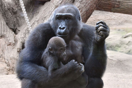 Yene mit ihrem Schatz Kesha. Die Kleine ist ihr erstes Kind und sie kümmert sich rührend um ihre Tochter. Foto: Zoo Rostock/Joachim Kloock