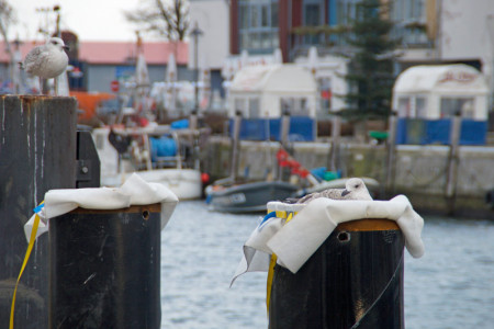 Die Möwen am Warnemünder Alten Strom fühlen sich sehr wohl in ihren modischen Nestern. Die Möwen am Warnemünder Alten Strom fühlen sich sehr wohl in ihren modischen Nestern.