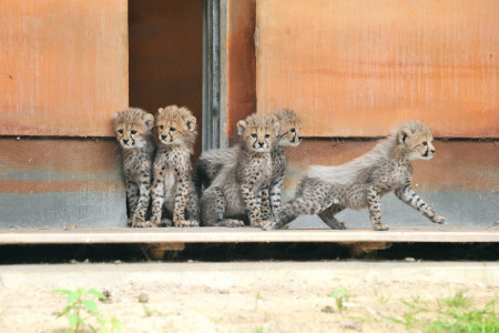 Gestern war der erste öffentliche Auftritt der fünf Geparden-Babys, die ihr Außenrevier neugierig erkundet haben.
