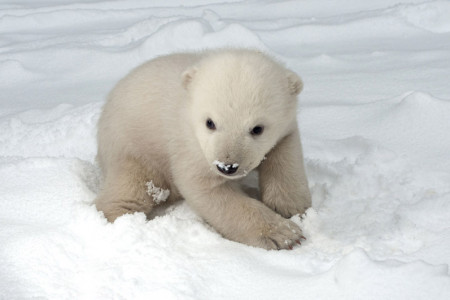 Das Rostocker Eisbärenbaby machte diese Woche auch gleich seine erste Bekanntschaft mit dem Schnee. Beim Wiegen staunten die Tierpfleger nicht schlecht. Nach nur zwei Monaten brachte der Kleine schon stolze 7,5 Kilogramm auf die Waage.