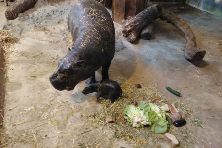 Nimba und ihr Baby können ihre ersten Tage ungestört im Zwergflusspferdhaus verbringen.