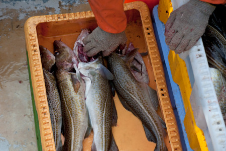 Schlechte Zeiten für Küstenfischer und Angler. Die Fangmengen wurden nochmals gesenkt.//Foto: Holger Martens