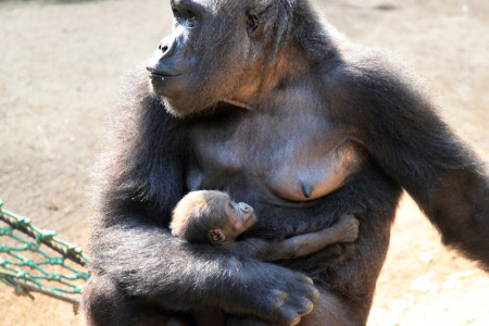 Yene ist eine fürsorgliche Mutter, Zola lässt sich noch Zeit und Sundas Baby wird immer agiler. Mit etwas Glück kann man die Gorillas und Orang-Utans bei gutem Wetter auch auf der Außenanlage des Darwineums entdecken. Die Tropenhalle bleibt allerdings als Vorsichtsmaßnahme noch geschlossen.