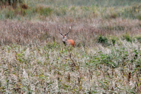 Noch bis zum 20. März können Gebote für einen Jagderlaubnisschein in der Rostocker Heide eingereicht werden.