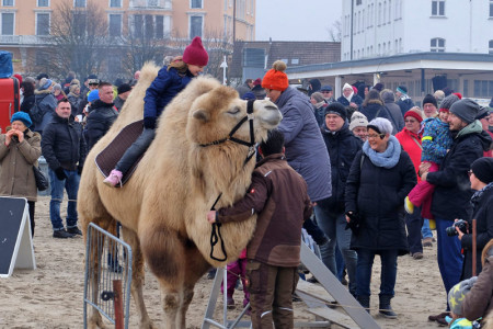 Hier steht kein Pferd auf dem Flur, sondern ein Kamel am Ostseestrand.