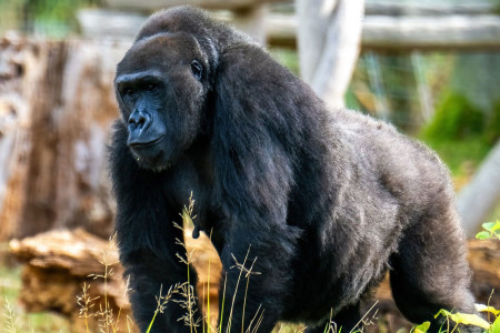 Gorilladame Yene (25) erwartet im Zoo Rostock voraussichtlich im Dezember Nachwuchs. F&uuml;r die erfahrene Mutter ist es bereits die dritte Schwangerschaft.//Foto: Zoo Rostock, Matthias Dr&uuml;bbisch 