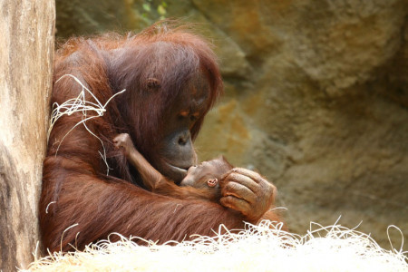 Mit großer Hingabe kümmert sich Neu-Mama Hsiao-Ning um ihr erstes Baby und macht damit auch ihre Tierpfleger glücklich. Am 27. Juli konnten auch die Besucher erstmals Hsiao-Ning und ihren Nachwuchs im Darwineum bewundern.