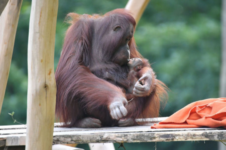 Der jüngste Orang-Utan im Rostocker Zoo hört auf den Namen Akeno und wird von Mama Hsiao-Ning liebevoll umsorgt.