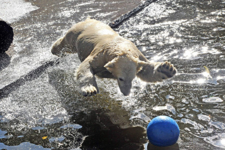 Bei der Kinderführung „Hier steppt der Bär“ geht es unter anderem zu Eisbär-Nachwuchs Fiete.