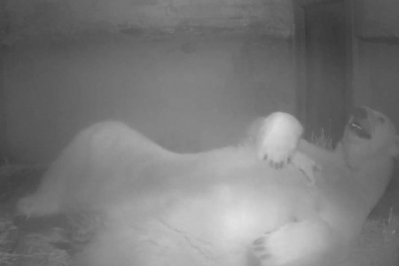 Die ersten Fotos von Videoaufzeichnungen aus der dunklen Wurfhöhle zeigen deutlich das vitale Eisbärenbaby.