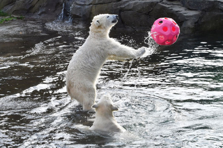 Nur noch wenige Tage, dann werden die verspielten Eisbärenzwillinge Kaja und Skadi ein Jahr alt.