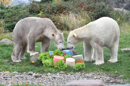 Die Geburtstagskinder: Kaja (r.) und Skadi. Die beiden Eisbärenzwillinge wurden am 14. November 2021 im Polarium des Rostocker Zoos geboren.//Foto: Joachim Kloock