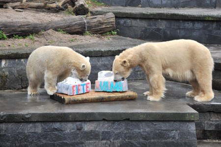 Zum Geburtstag bekamen Fiete und Vilma natürlich auch eine Torte. Beide hatten gut damit zu tun, an die Leckereien ranzukommen.