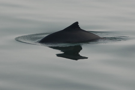 Anhand der Rückenfinne eines Schweinswals kann man die Tiere identifizieren, sie ist eine Art Fingerabdruck.