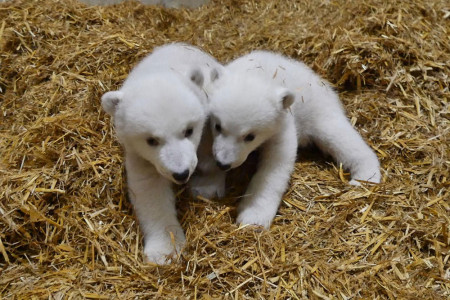 Die Rostocker Eisbärenzwillinge werden am Freitag ganz offiziell getauft und dürfen erstmals auf die Außenanlage.