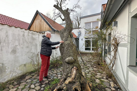 Ulrich Groß engagiert sich im Vorstand des Edvard-Munch-Haus e.V. und begutachtet hier den abgestorbenen Birnbaum im Innenhof.//Foto: Edvard-Munch-Haus e.V.