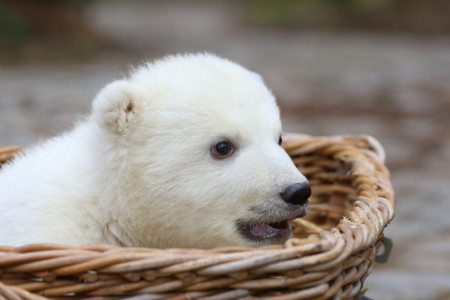 Rostocks neuer Star - Bei Taufe am 31. März bekommt der kleine Eisbärenmann endlich einen Namen.