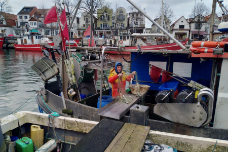 Andreas Harant holt die ersten Heringe des Jahres aus dem Netz, er ist einer der letzten verbliebenen Fischer in Warnemünde.