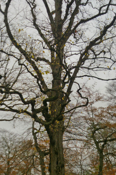 Die Flatterulme im Kurpark Warnemünde hat schon fast alle Blätter fallenlassen.