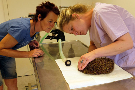 Tierärztin Stephanie Schmitz (r.) hat Erfahrung mit Igeln und ist für Michaela Kleinsorge (l.) Ansprechpartnerin in allen tiermedizinischen Igel-Fragen.