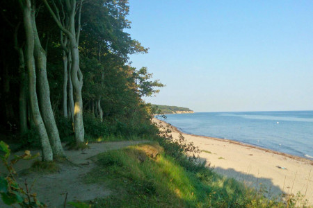 Der Küstenwald westlich von Warnemünde, angelegt vor mehr als 100 Jahren, zieht er sich kilometerweit an der Ostee entlang.