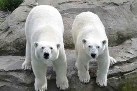 Wegen der steigenden Energie- und Verbraucherkosten wird der Zoobesuch ab dem 1. Januar 2023 teurer. Unser Foto zeit die beiden Eisbärendamen Sizzel und Noria, zuhause im 2018 eröffneten Polarium.