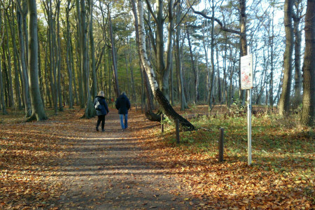 Der Stoltera Küstenwald in Warnemünde/ Diedrichshagen bietet sich bei jedem Wetter zum Spazierengehen, Walken oder Joggen an.