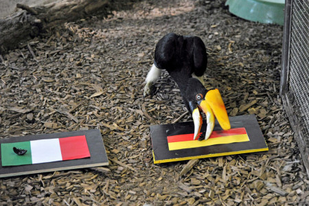Ingrid entschied sich für die Kakerlake der Deutschen. Das kann doch nur bedeuten, dass unsere Mannschaft das Halbfinale erreicht.